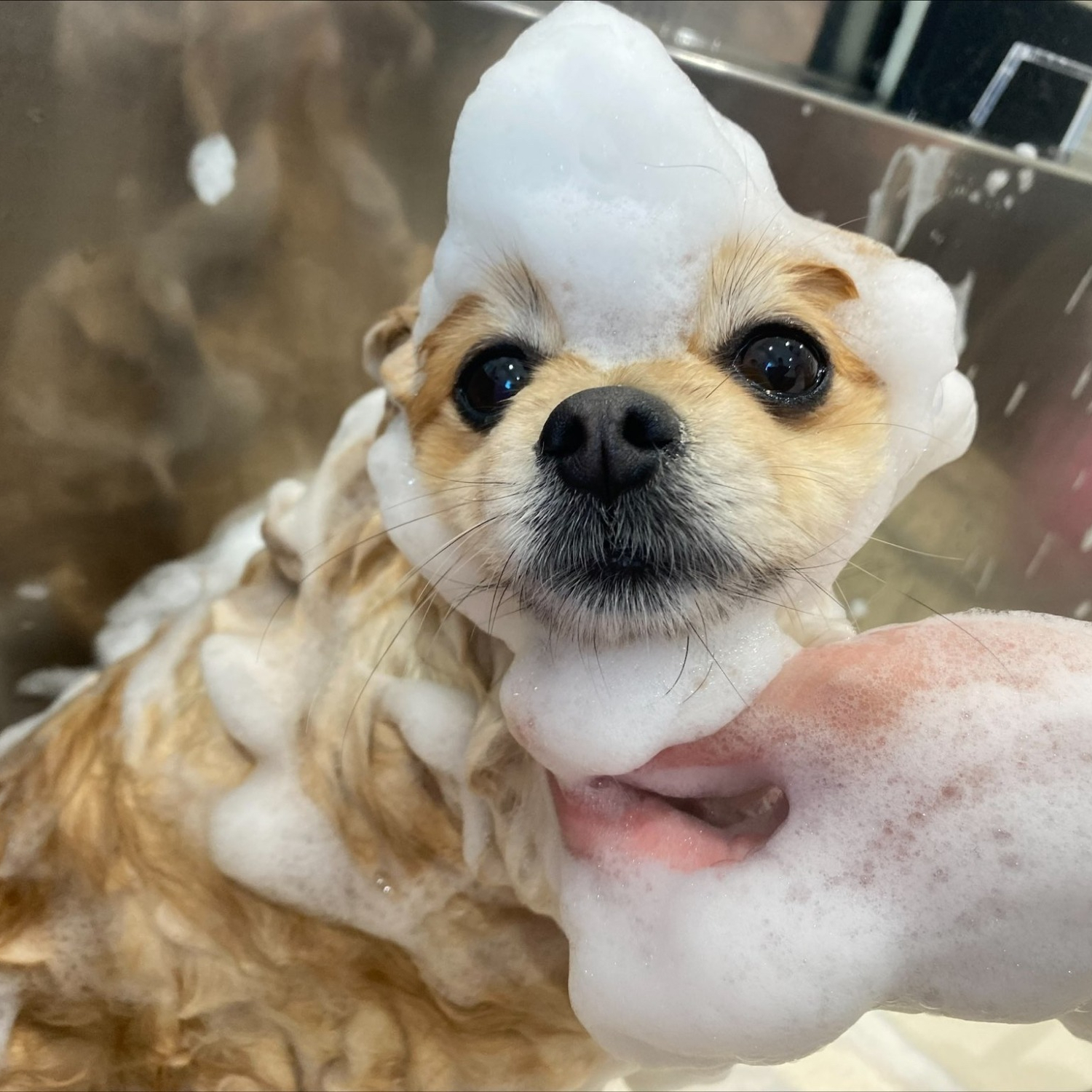 アメリア　スタイル