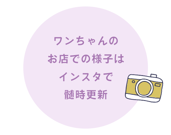 ワンちゃんのお店での様子はインスタで髄時更新