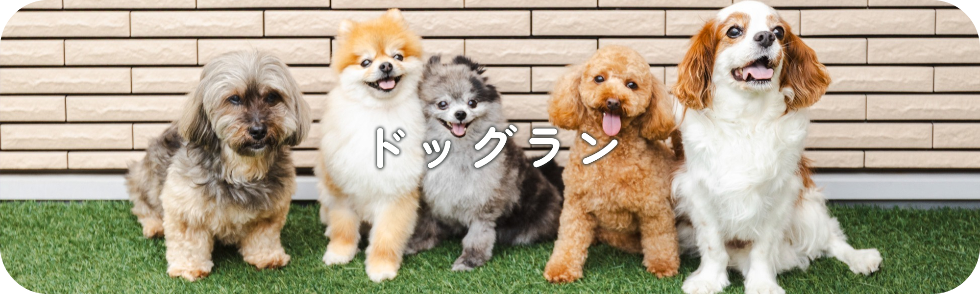 ドッグラン