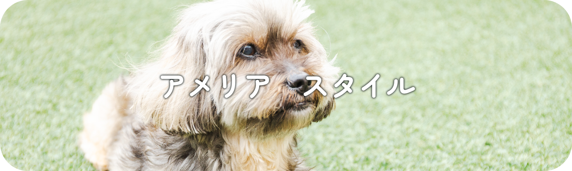 アメリア　スタイル