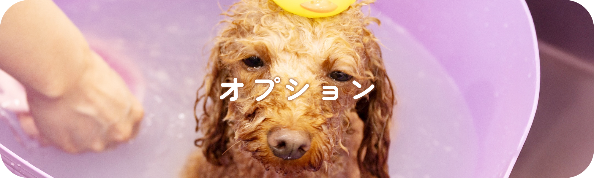 オプション